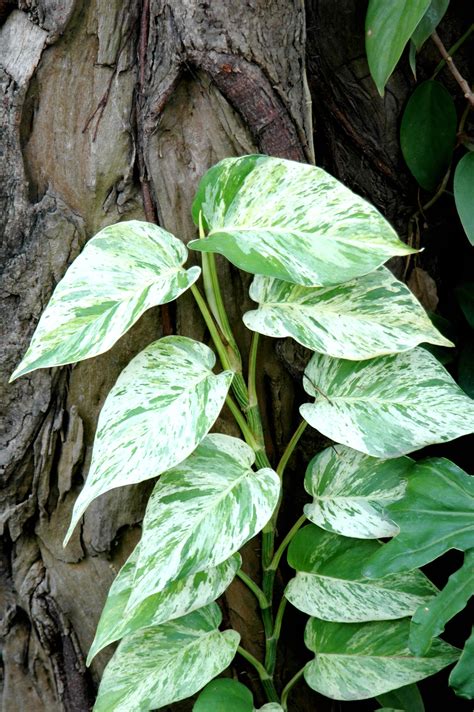 土種黃金葛|黃金葛種植指南：在家中種植黃金葛的完整教學 